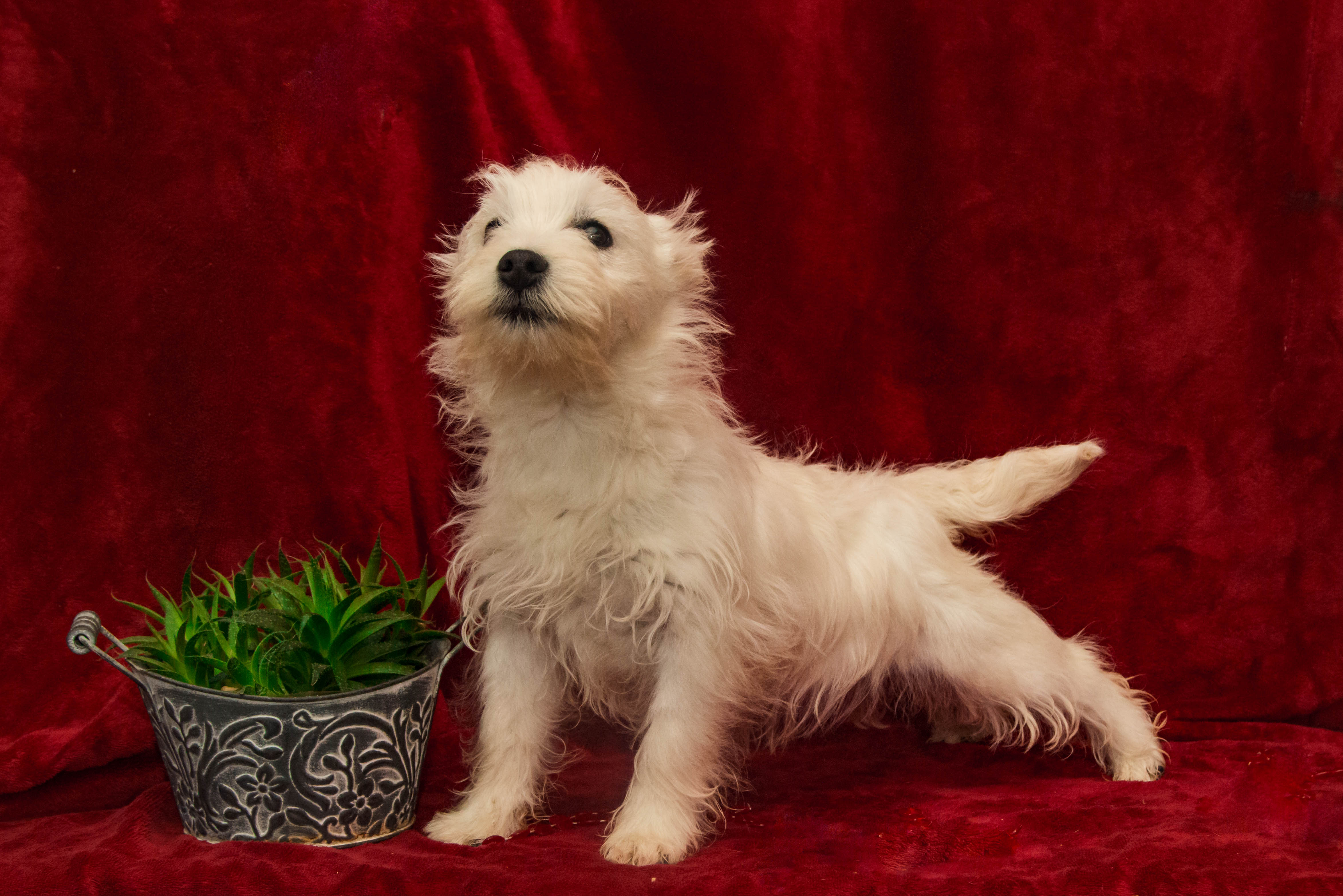 puppy, for, sale, West Highland White Terrier, Amos B. King, dog, breeder, Romney, WV, dog-breeder, puppy-for-sale, forsale, nearby, find, puppyfind, locator, puppylocator, aca